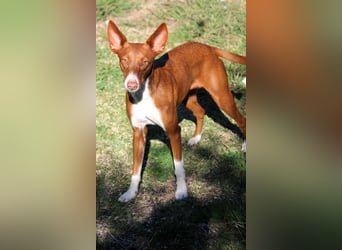 Socks wünscht sich ein eigenes Körbchen