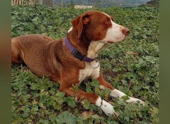BELLA sucht ihre Familie!