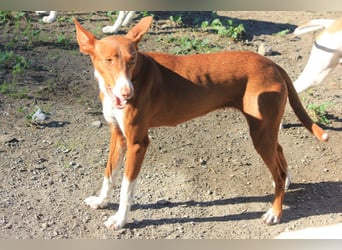 Socks wünscht sich ein eigenes Körbchen