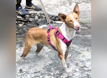 CHESTER - ein Hund zum Verlieben sucht seine Familie