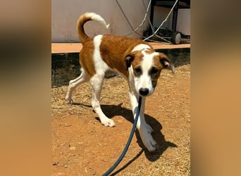 Mocca wünscht sich ein Für-Immer-Zuhause