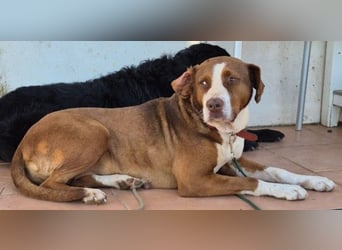 BELLA sucht Ihre Familie!