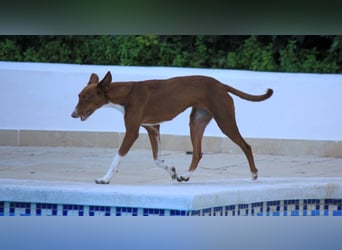 Socks wünscht sich ein eigenes Körbchen