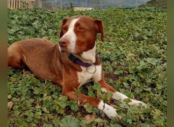 BELLA sucht ihre Familie!