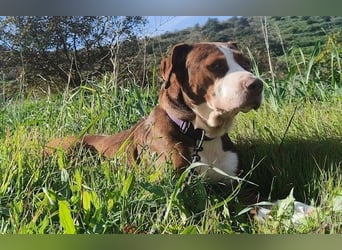 BELLA sucht ihre Familie!