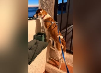 MOCCA wünscht sich ein Für-Immer-Zuhause