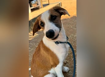 Mocca wünscht sich ein Für-Immer-Zuhause