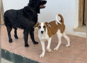 Mocca wünscht sich ein Für-Immer-Zuhause