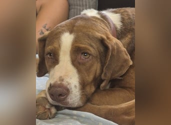 BELLA sucht ihre Familie!