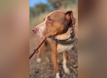 BELLA sucht Ihre Familie!