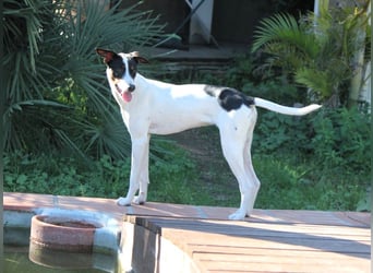 SUKI sucht ihren Partner-in-Crime