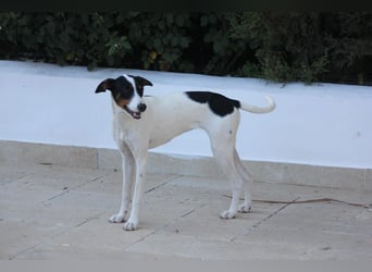 Süße Suki sucht eine liebevolle Familie