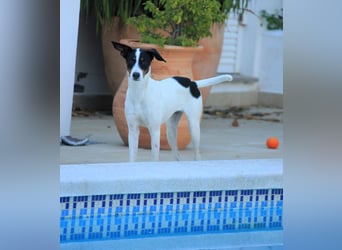 Süße Suki sucht eine liebevolle Familie