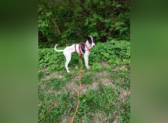 SUKI sucht ihren Partner-in-Crime