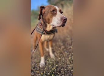 BELLA sucht ihre Familie!