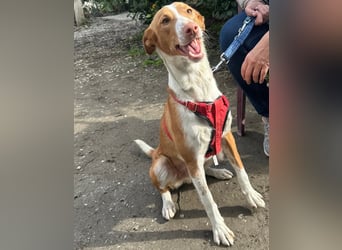 CHESTER - ein Hund zum Verlieben sucht seine Familie