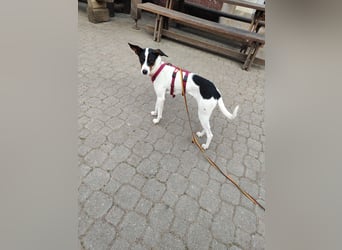 SUKI sucht ihren Partner-in-Crime