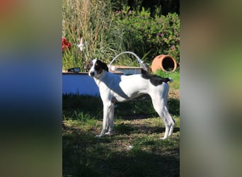 SUKI sucht ihren Partner-in-Crime