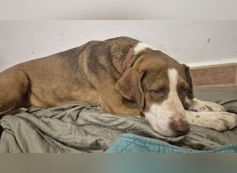 BELLA sucht ihre Familie!
