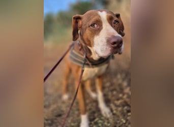 Bella sucht eine Familie