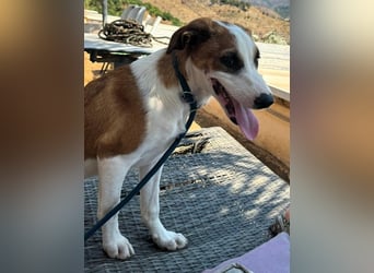 Mocca wünscht sich ein Für-Immer-Zuhause