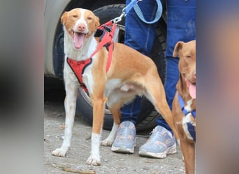 CHESTER - ein Hund zum Verlieben sucht seine Familie