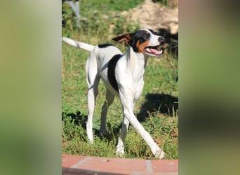 Süße Suki sucht eine liebevolle Familie