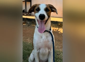 Mocca wünscht sich ein Für-Immer-Zuhause