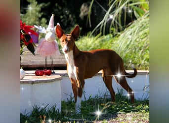 Socks wünscht sich ein eigenes Körbchen