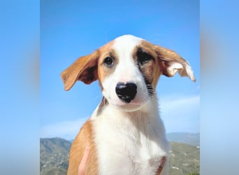 Mocca wünscht sich ein Für-Immer-Zuhause