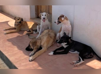 MOCCA wünscht sich ein Für-Immer-Zuhause