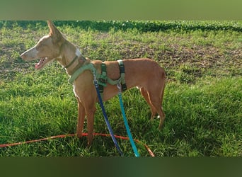 Xenon - fröhlich und sozial