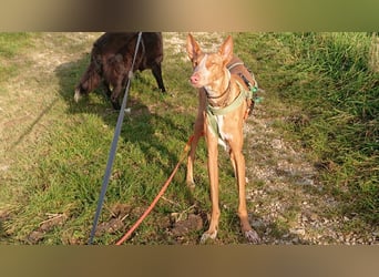 Xenon - fröhlich und sozial