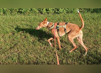 Xenon - fröhlich und sozial