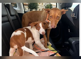 Ween (TO) liebevoll und sanft