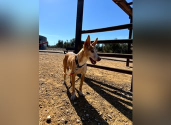 Gloria(TO) wunderschöne Hundemaus