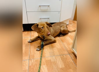 Zeus(JA) wunderschöner Bube sucht sein Zuhause