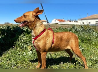 Sonia (LR) liebevolle, menschenbezogene und energiegeladene Hündin