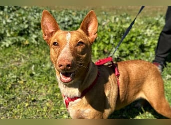 Sonia (LR) liebevolle, menschenbezogene und energiegeladene Hündin