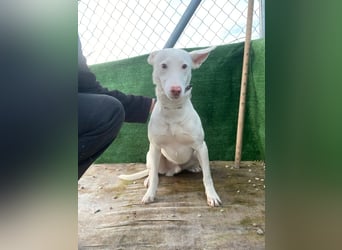 Navidad(LR) junger Rüde spielt und tobt gerne