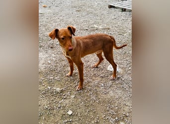 Zeus(JA) wunderschöner Bube sucht sein Zuhause