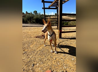 Gloria(TO) wunderschöne Hundemaus