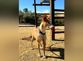 Gloria(TO) wunderschöne Hundemaus