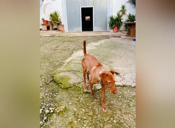 Zeus(JA) wunderschöner Bube sucht sein Zuhause