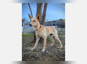 Nala2 (TO) süße Maus erobert jedes Herz im Sturm