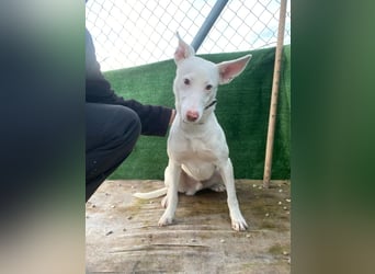 Navidad(LR) junger Rüde spielt und tobt gerne