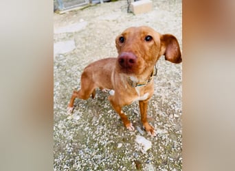 Zeus(JA) wunderschöner Bube sucht sein Zuhause