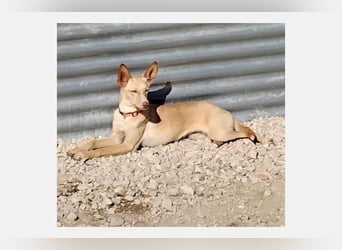 Nala2 (TO) süße Maus erobert jedes Herz im Sturm