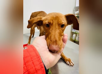 Zeus(JA) wunderschöner Bube sucht sein Zuhause