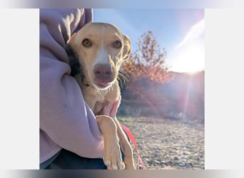 Nala2 (TO) süße Maus erobert jedes Herz im Sturm